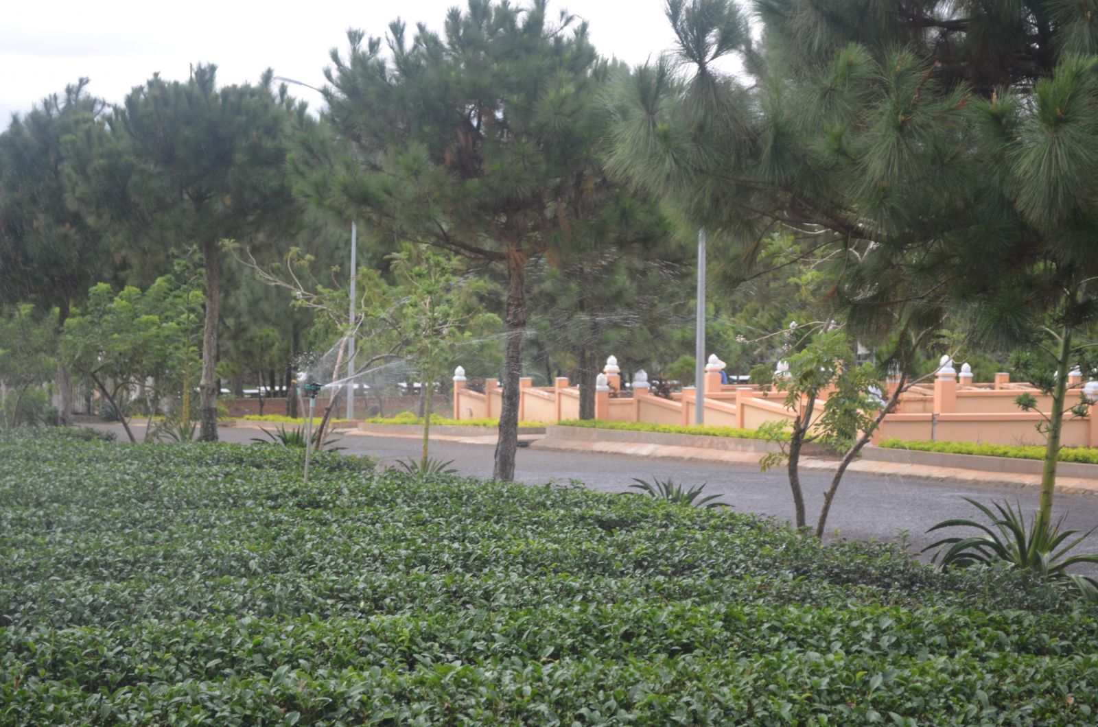 Vườn trà Olong